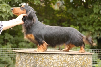 Heidelind's Ulla Utoopia, Pipi ema